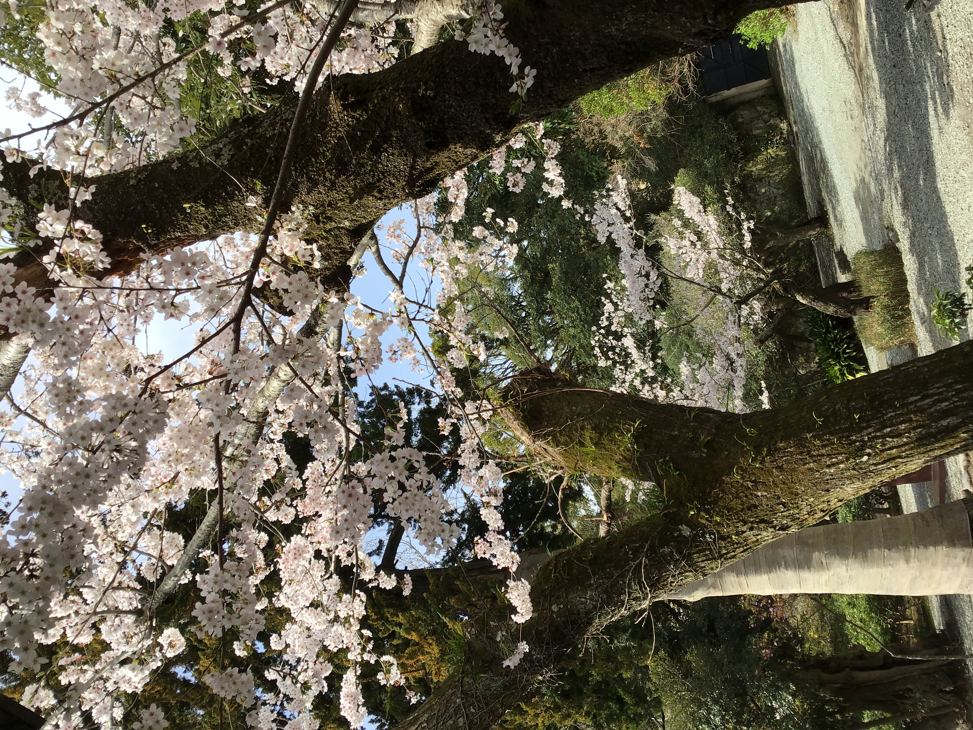 Cherry trees around the giant buddha temple