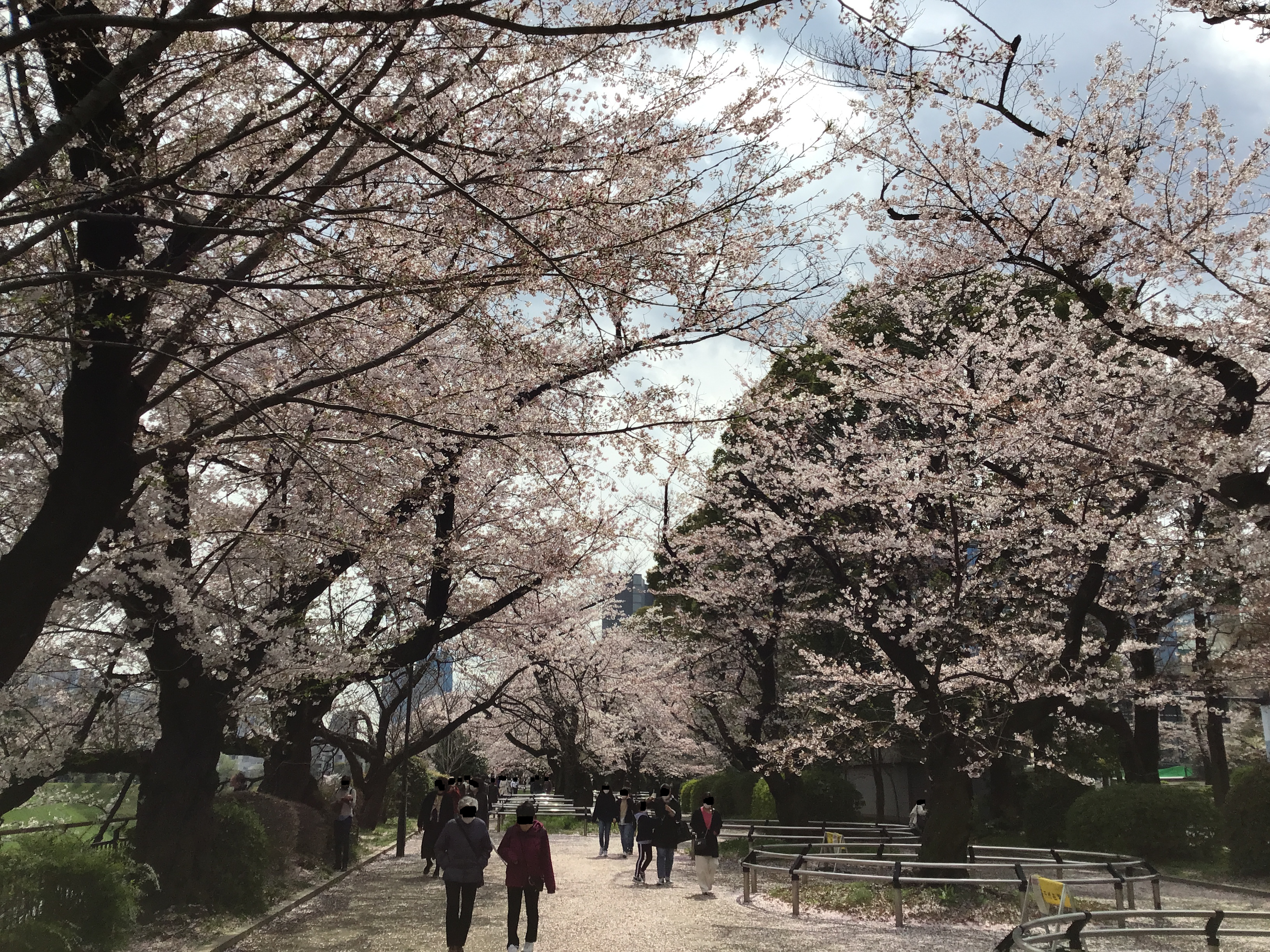 Cherry blossoms near the Imperial Palace